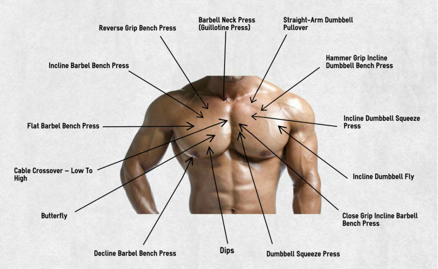 cum să slăbească pieptul muscular